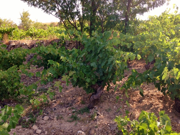 Jerôme_Bougnaud_viña_Galia_naturaleza